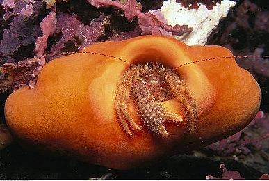 《巴比伦陨落》第三阶段测试开发者直播 11月15日举办